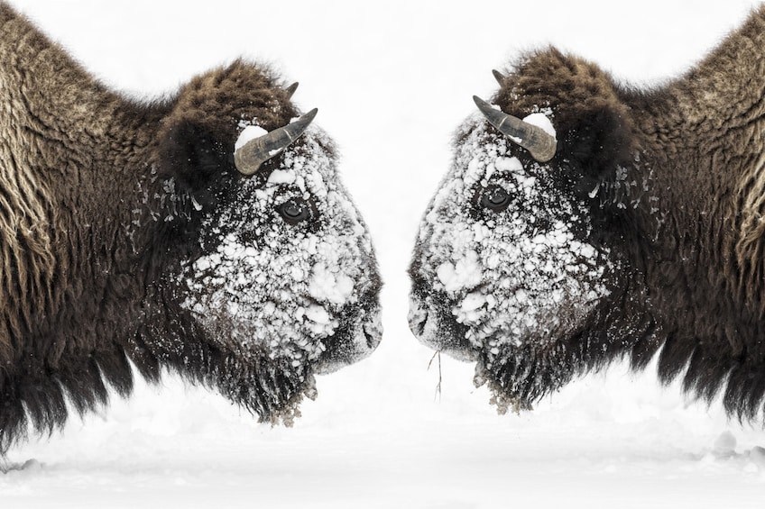 Show item 1 of 10. WINTER Grand Teton & Yellowstone 4-Day Tour