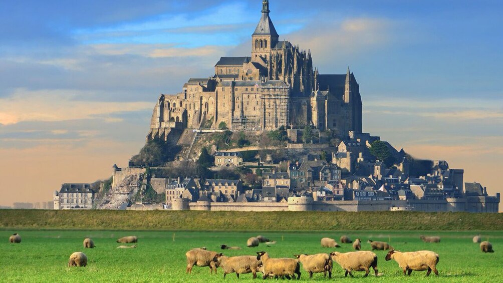 Exterior view of Mont Saint-Michel at sunset with sheep in foreground