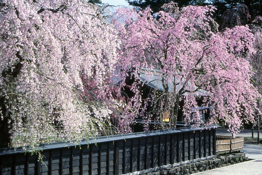 Let's Walk the samurai house in Kimono