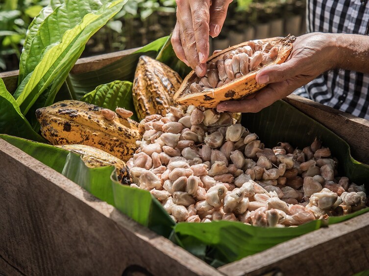 Honey and Cacao Mayan  Sanctuary from Cancun & Riviera Maya