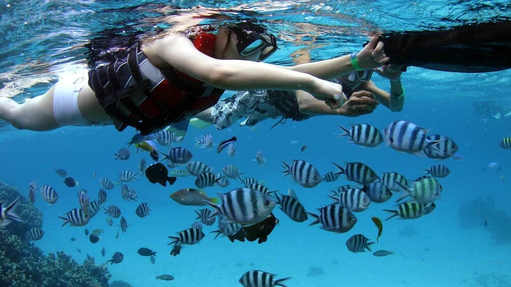 snorkeling along a school of fish in Micronesia