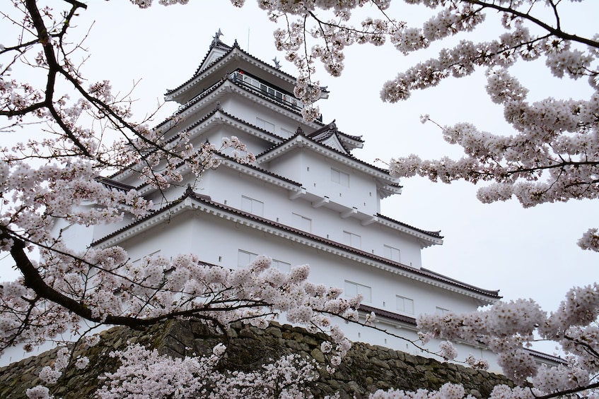 Visit Tsuruga Castle in Kimono &tea experience at Nisshinkan
