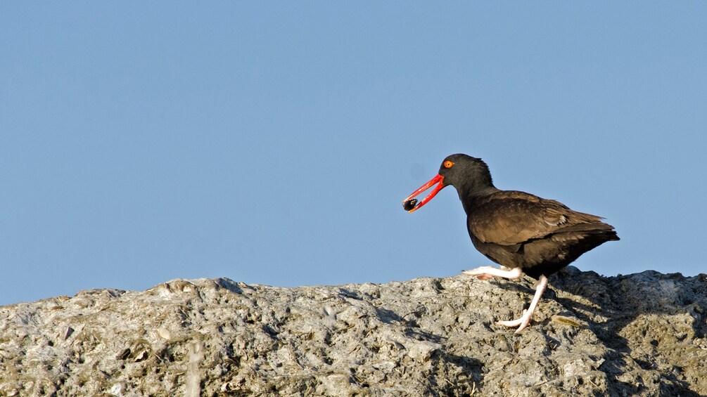 sea bird on rocky terrain