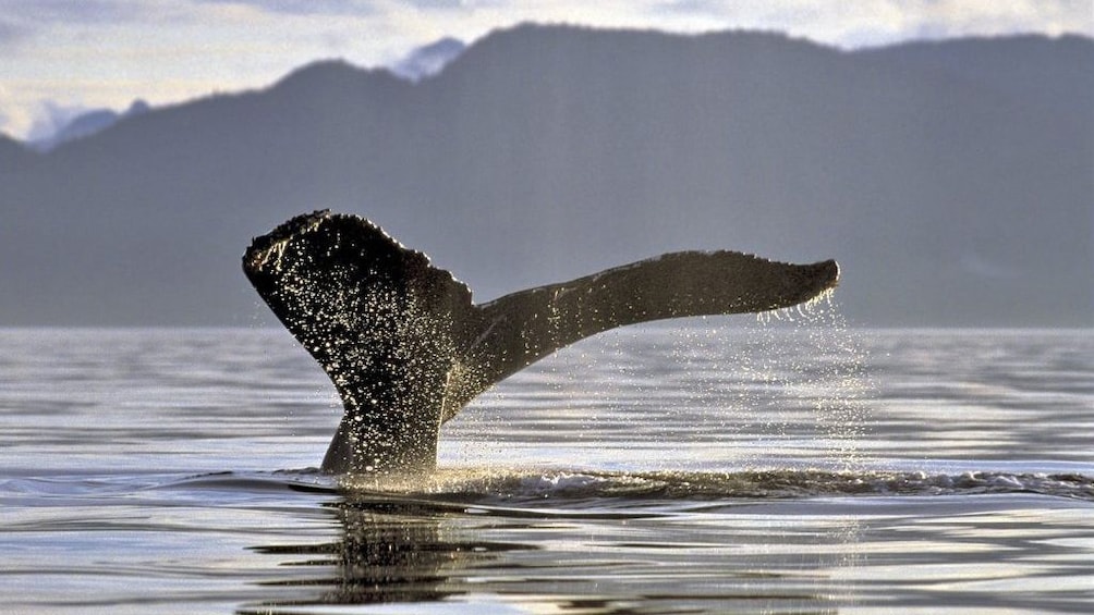 whale tail out of the water