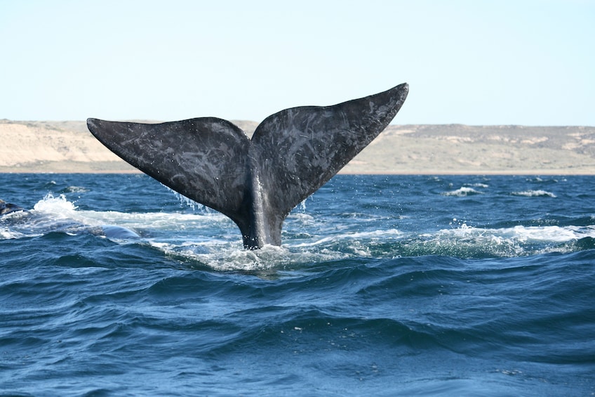 4-Day Puerto Madryn Tour