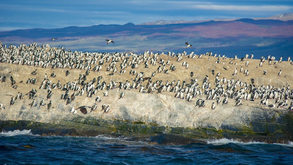 View of bird and seal island populated with several penguins.
