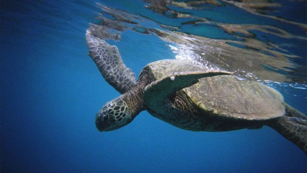 Sea turtle on Maui