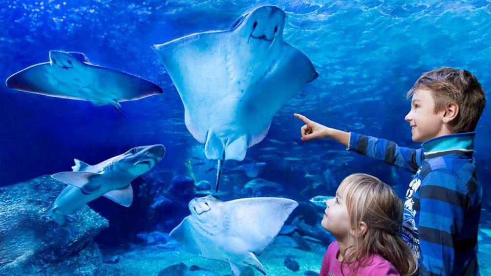 Two children in an aquarium point to sea life