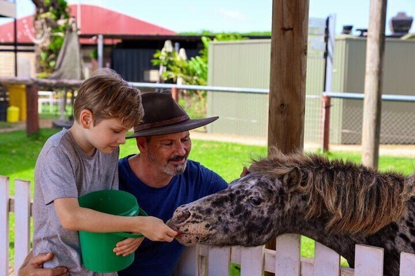 Horse Riding with Petting Zoo Visit in Cairns