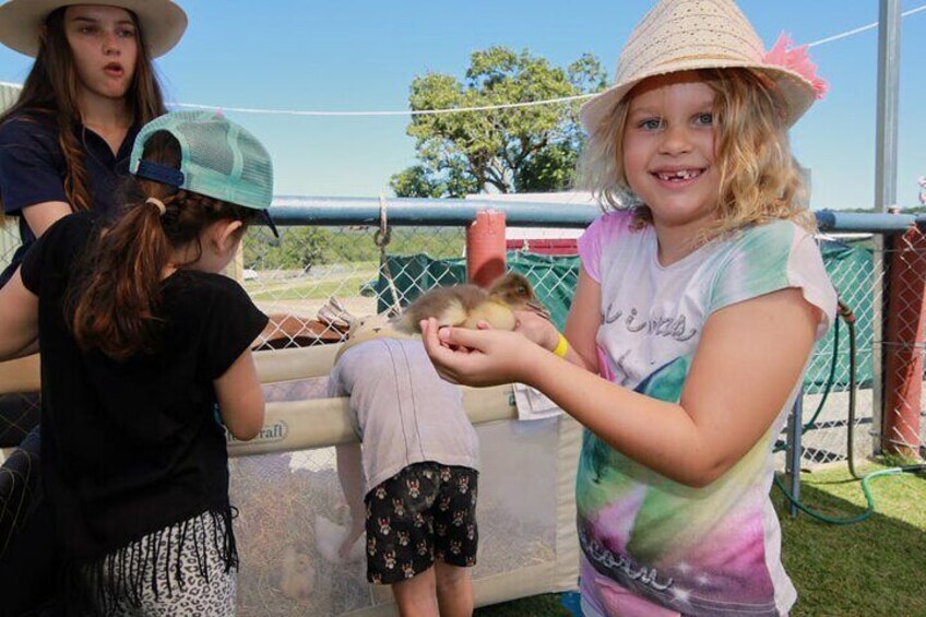 Horse and ATV Riding With a Visit to a Petting Zoo from Cairns