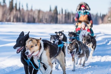 Private Guided Dog Sledding on the Historic Yukon Quest Trail