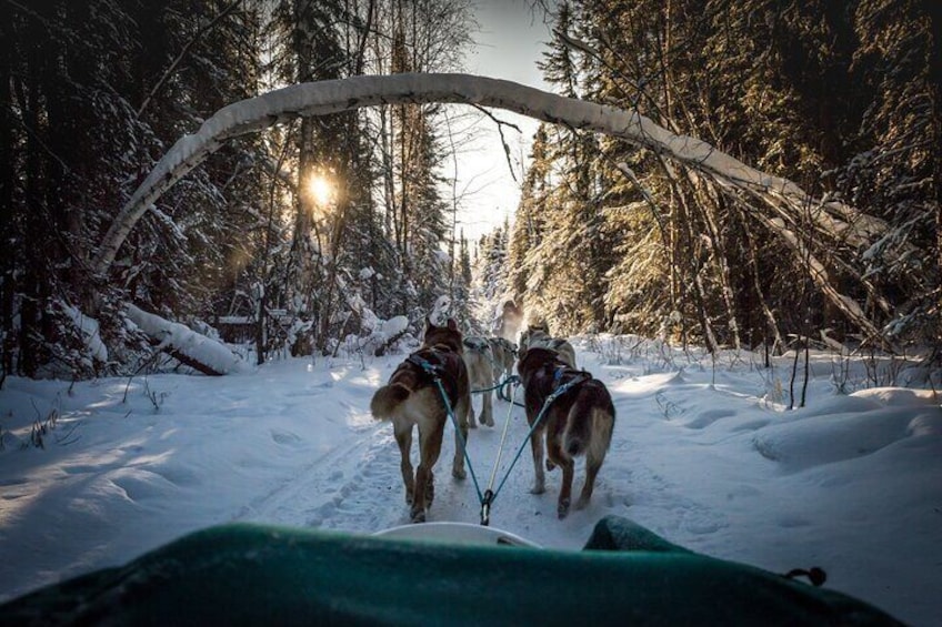 Beautiful arching birches make for a winter wonderland experience