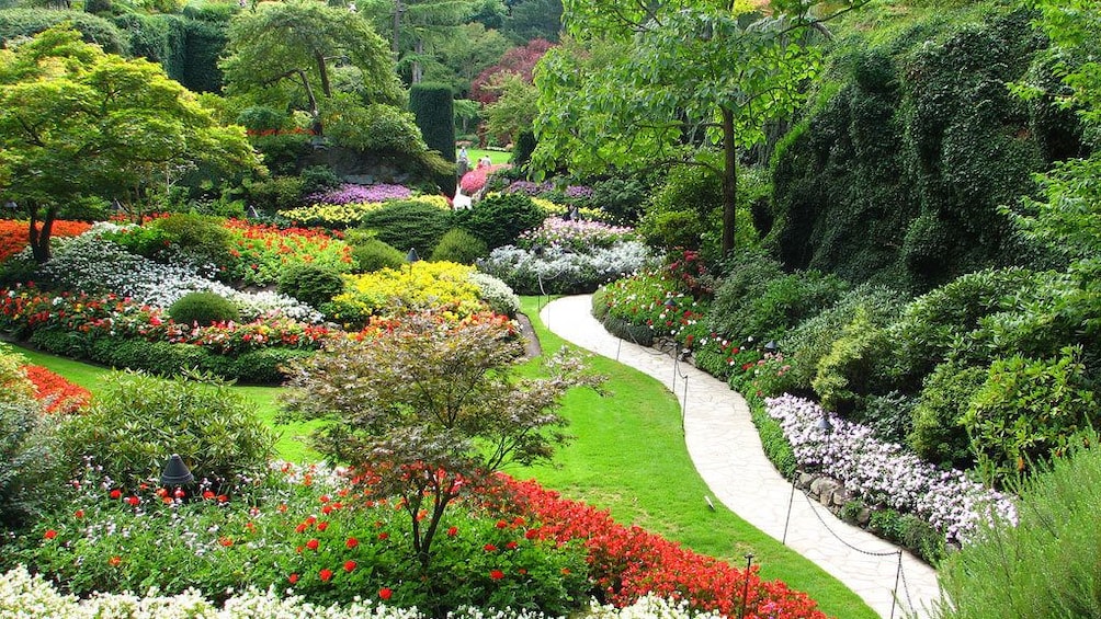 Path weaving through the vibrant grounds of Butchart Gardens in Victoria