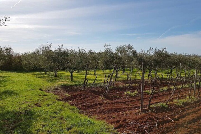 Porec and Olive Oil Farm Half-Day Private Tour