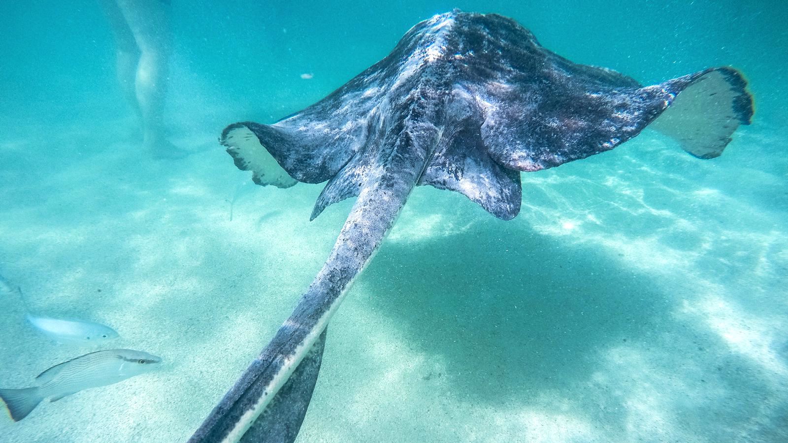 Island Safari & Stingray Swim