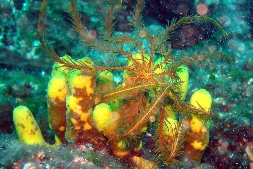 Sea sponge and sea fern
