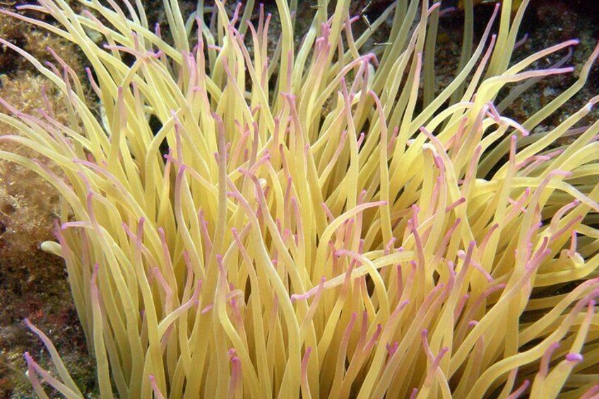 Sea Anemone