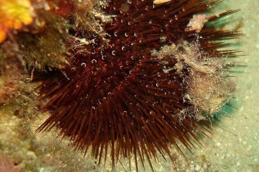 Sea Urchin
