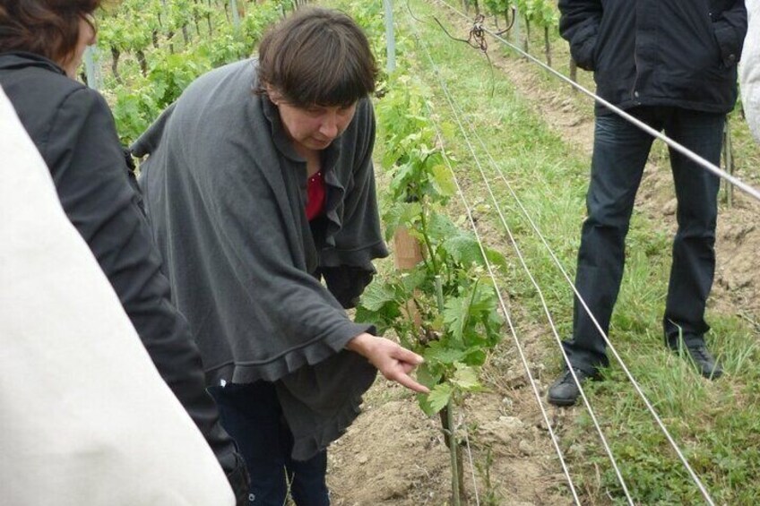 Saint-Émilion: 2 hours - Visit of the vineyard, the cellar and tasting