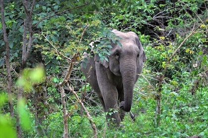 Elephant and Animal Watching in Kuiburi National Park - Join Afternoon Tour