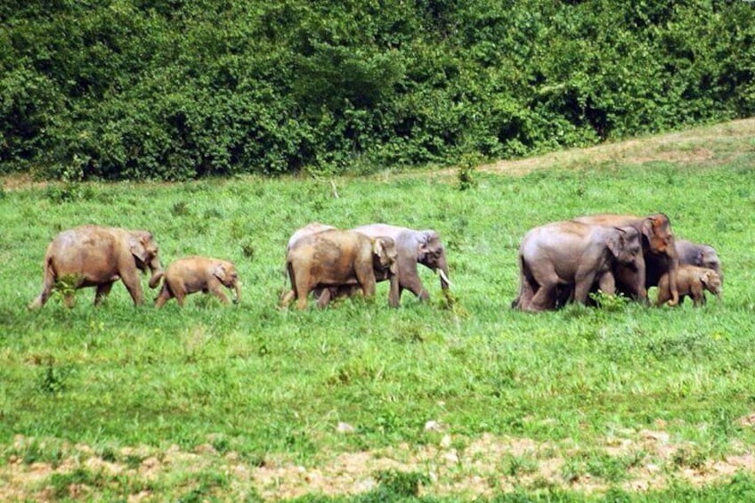 Herd of Elephants