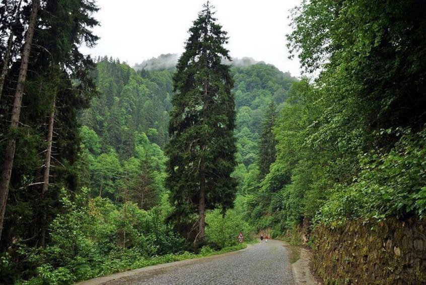 Full-Day Private Tour to Ayder Plateau from Trabzon