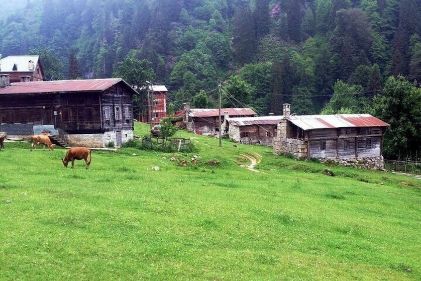 Full-Day Private Tour to Ayder Plateau from Trabzon