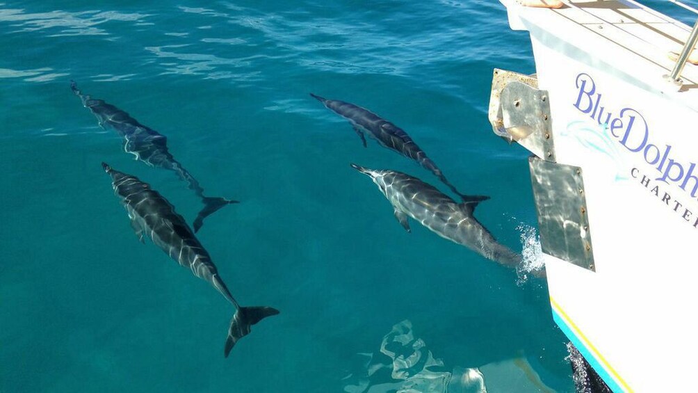 Dolphins near boat in Kauai