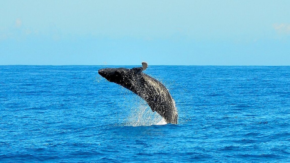 whale jumping from the water in Kauai