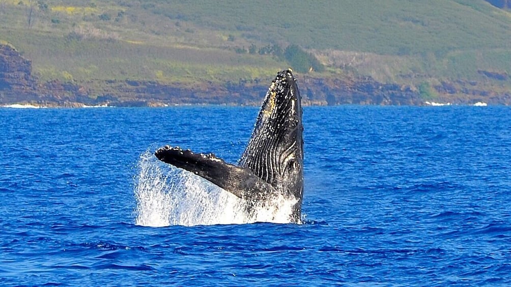 whale jumping from the water in Kauai