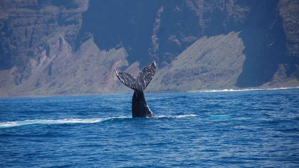 whale tail protruding from the water in Kauai