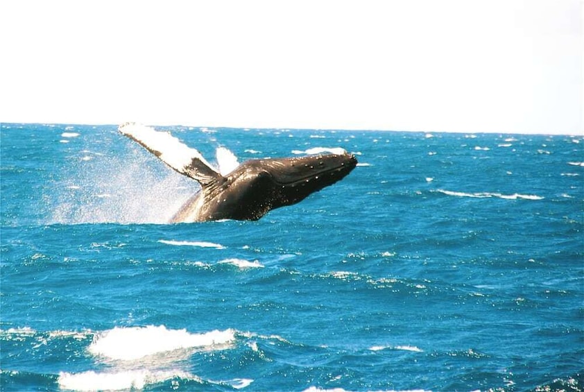 Sunset Whale Watching with Champagne