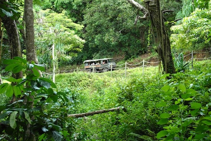 Jungle Expedition Tour at Kualoa Ranch