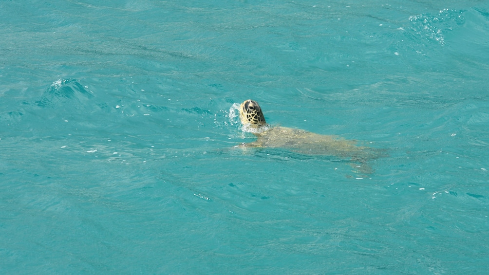 Kane'ohe Bay Ocean Voyage 