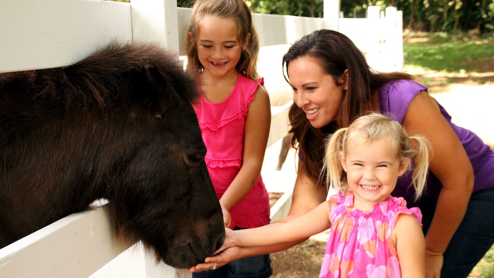 Show item 3 of 6. 3 girls feeding pony