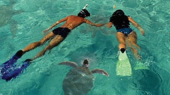 Lanai Dolphin Snorkelling Cruise