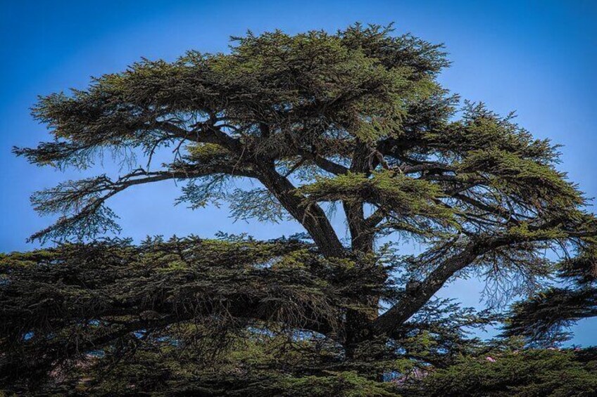 Cedars Forest