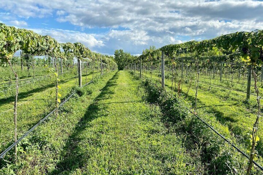 Nostrano vineyard rows