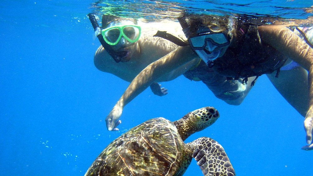 Snorkelers near a sea turtle underwater in Maui