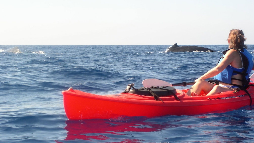 Woman watching whale nearby off of Maui