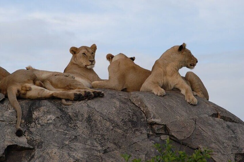 Lions of Tanzania Parks