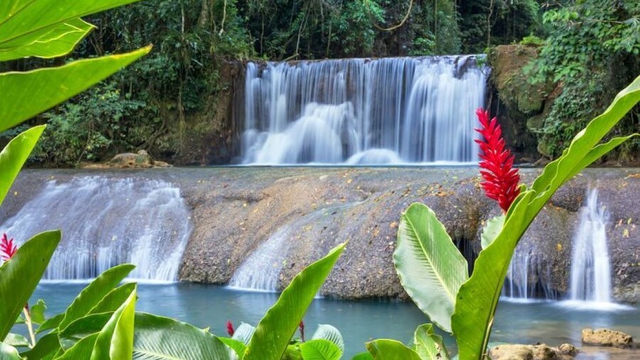 Private Day-Trip to YS Falls and Black River Safari Combo