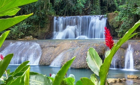 Excursión privada de un día a YS Falls y Black River Safari Combo