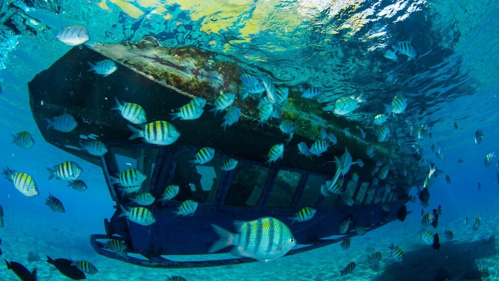 cancun glass bottom boat