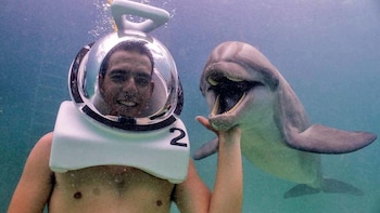 Dolphin Swimming Experience