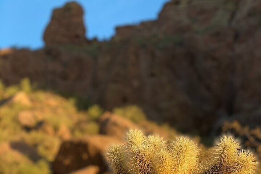 Cholla Cactus looms in the foreground in the view of the famous rock climb of Praying Monk.