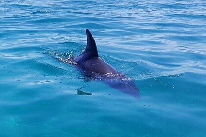 Dolphin and Seal Watching Eco Boat Cruise Mornington Peninsula