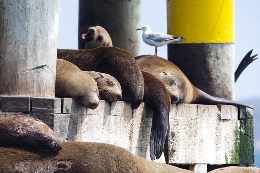Australian Fur Seals resting with a Silvergull perched