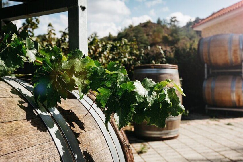 Private Full-Day Tour in Lanarca with a Visit to a Winery