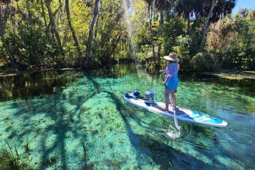 Immerse yourself into the primeval forest and beautiful water of the Silver River